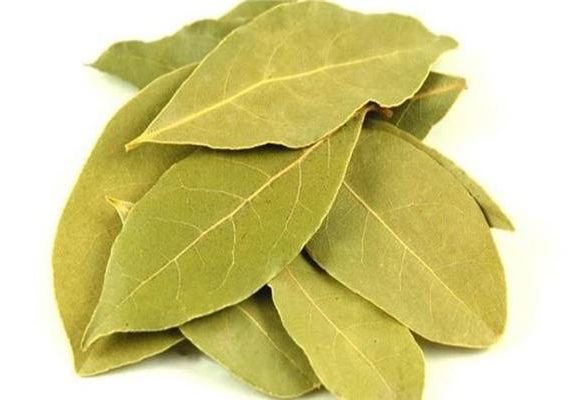 Crushed laureate leaf